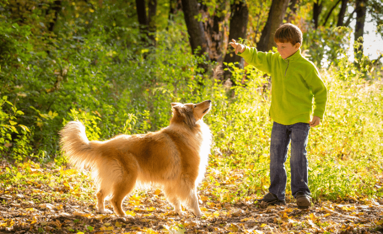 13 Dog Breeds for Autistic Children